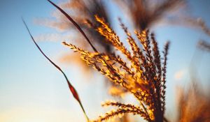 Preview wallpaper plant, ears, grass, sunset, blur