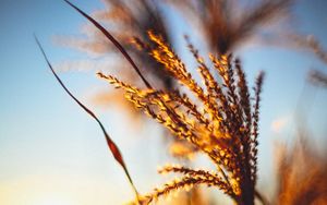 Preview wallpaper plant, ears, grass, sunset, blur