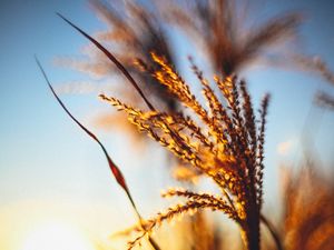 Preview wallpaper plant, ears, grass, sunset, blur