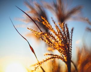 Preview wallpaper plant, ears, grass, sunset, blur