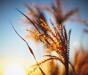 Preview wallpaper plant, ears, grass, sunset, blur