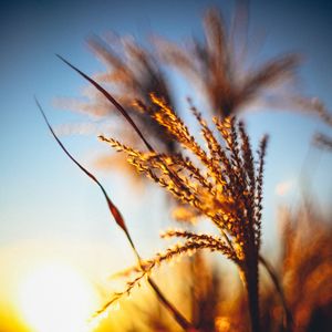 Preview wallpaper plant, ears, grass, sunset, blur