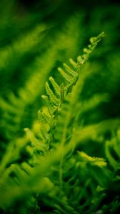 Preview wallpaper plant, fern, bush, leaves, macro, green