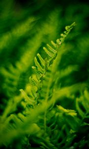 Preview wallpaper plant, fern, bush, leaves, macro, green