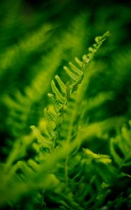 Preview wallpaper plant, fern, bush, leaves, macro, green