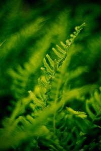 Preview wallpaper plant, fern, bush, leaves, macro, green