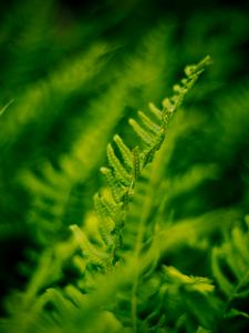 Preview wallpaper plant, fern, bush, leaves, macro, green