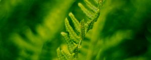 Preview wallpaper plant, fern, bush, leaves, macro, green