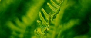 Preview wallpaper plant, fern, bush, leaves, macro, green