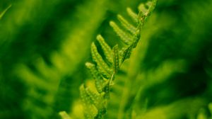 Preview wallpaper plant, fern, bush, leaves, macro, green