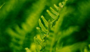 Preview wallpaper plant, fern, bush, leaves, macro, green