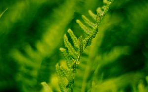 Preview wallpaper plant, fern, bush, leaves, macro, green