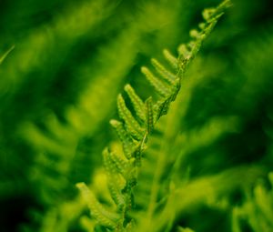 Preview wallpaper plant, fern, bush, leaves, macro, green