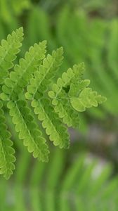 Preview wallpaper plant, fern, leaf, macro, green