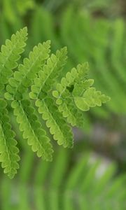 Preview wallpaper plant, fern, leaf, macro, green