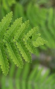 Preview wallpaper plant, fern, leaf, macro, green