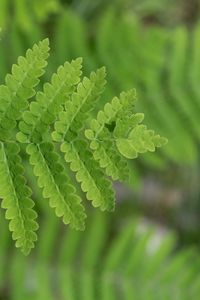 Preview wallpaper plant, fern, leaf, macro, green