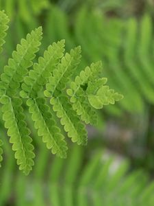 Preview wallpaper plant, fern, leaf, macro, green