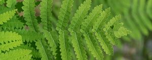 Preview wallpaper plant, fern, leaf, macro, green