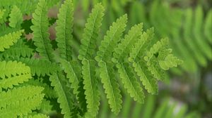 Preview wallpaper plant, fern, leaf, macro, green