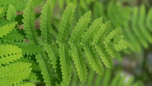 Preview wallpaper plant, fern, leaf, macro, green