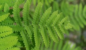 Preview wallpaper plant, fern, leaf, macro, green