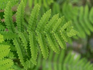 Preview wallpaper plant, fern, leaf, macro, green