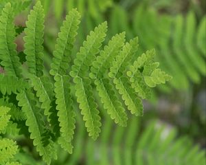 Preview wallpaper plant, fern, leaf, macro, green