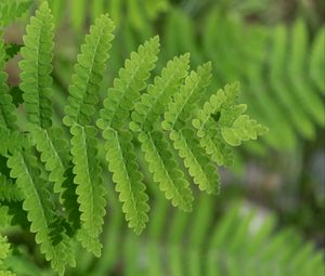 Preview wallpaper plant, fern, leaf, macro, green