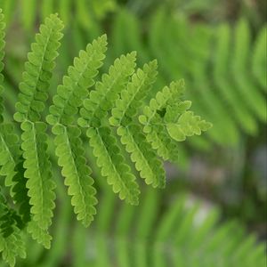 Preview wallpaper plant, fern, leaf, macro, green