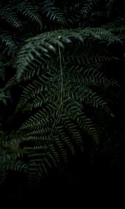 Preview wallpaper plant, fern, leaves, macro, green