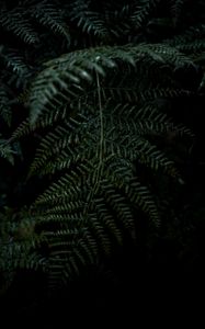 Preview wallpaper plant, fern, leaves, macro, green