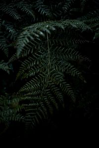 Preview wallpaper plant, fern, leaves, macro, green