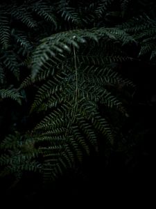 Preview wallpaper plant, fern, leaves, macro, green