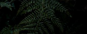 Preview wallpaper plant, fern, leaves, macro, green