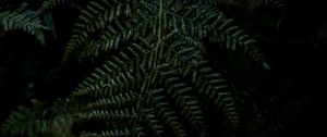 Preview wallpaper plant, fern, leaves, macro, green