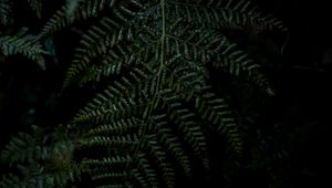 Preview wallpaper plant, fern, leaves, macro, green