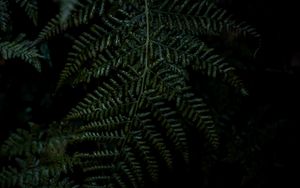 Preview wallpaper plant, fern, leaves, macro, green