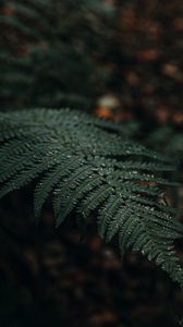 Preview wallpaper plant, fern, leaves, macro