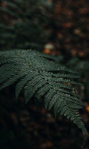 Preview wallpaper plant, fern, leaves, macro