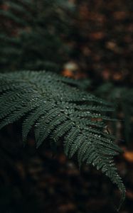 Preview wallpaper plant, fern, leaves, macro