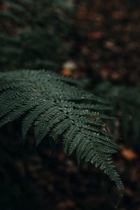 Preview wallpaper plant, fern, leaves, macro