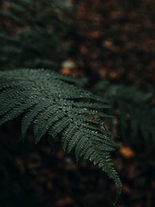 Preview wallpaper plant, fern, leaves, macro