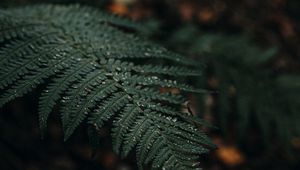 Preview wallpaper plant, fern, leaves, macro