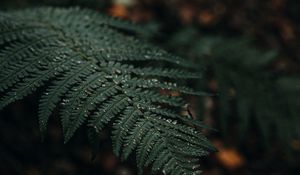 Preview wallpaper plant, fern, leaves, macro