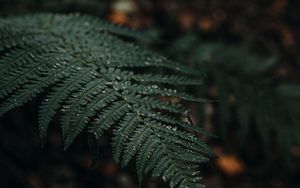 Preview wallpaper plant, fern, leaves, macro