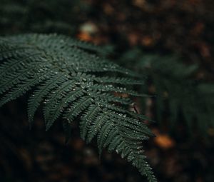 Preview wallpaper plant, fern, leaves, macro