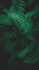 Preview wallpaper plant, fern, leaves, greens, macro