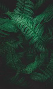 Preview wallpaper plant, fern, leaves, greens, macro