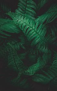 Preview wallpaper plant, fern, leaves, greens, macro